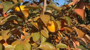 Хурма гора Говерла . Урожай 2024