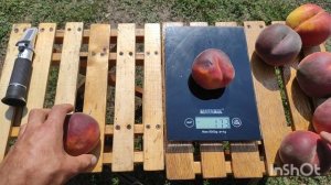 Персик Свит Дрим/ Peach Sweet Dream