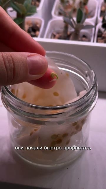 Первая рассада чего-то съедобного 🫑 смотреть онлайн