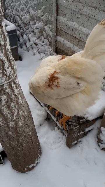 Петух Ломан Браун! курынесушки chick петухи вольер ян?