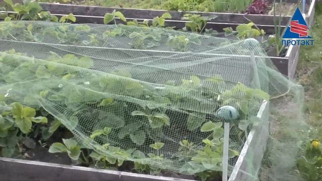 Комплект для защиты грядок с сеткой от птиц. смотреть онлайн