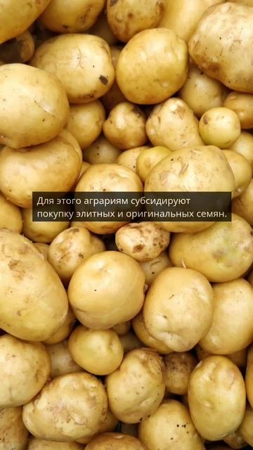 Кировским аграриям субсидируют покупку оригинальных смотреть онлайн