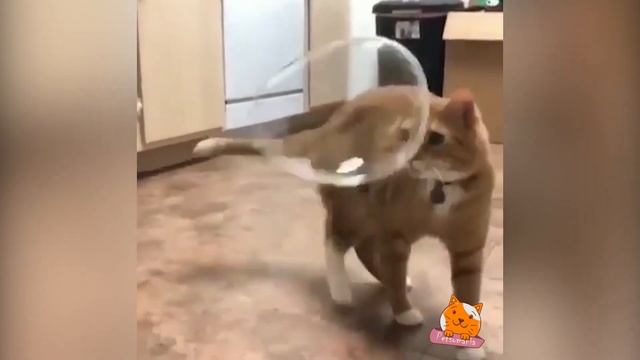 Милые и веселые видео с животными #12 Cute and funny videos with animals #12 смотреть онлайн