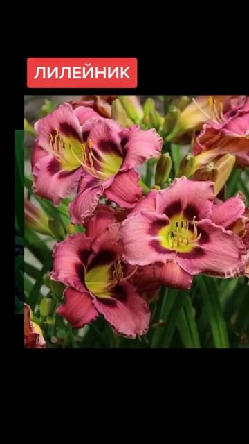 #сад #огород #цветы #рек #дача #рекомендации #garden #природ смотреть онлайн
