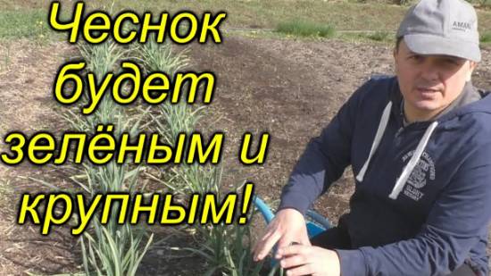🧄Как вырастить крупный чеснок ✨ – проверенная подкормка! смотреть онлайн