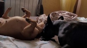 французские бульдоги