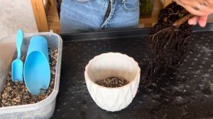 Крассула: пересадка, уход, формирование, размножение