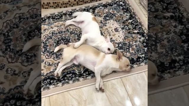 #ЧИХУАХУА #СМЕШНЫЕ ЖИВОТНЫЕ #собаки #пёсели #чихуашки #собакин #смешное #видео #риэлтор Подольск смотреть онлайн