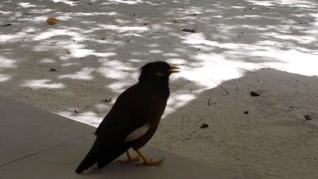 Птица издает смешные звуки смотреть онлайн