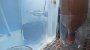 Разведение золотой рыбки. От икры до малька в одном ви?