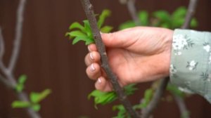 Дачные сезоны с Мариной Рыкалиной от 8 мая 2025 года