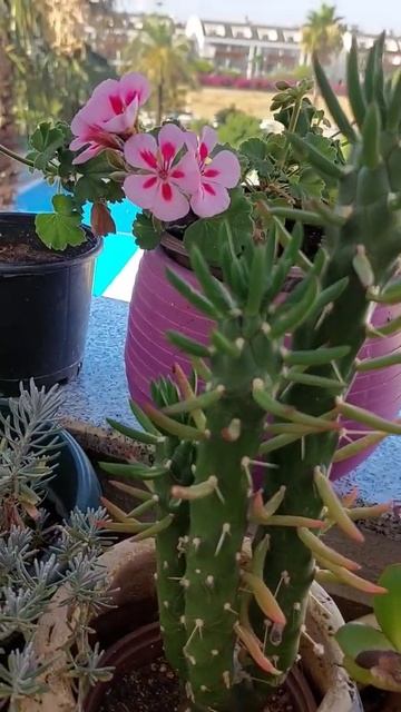 Экзотический Сад Дома На Балконе В Анталии Сиде#shorts смотреть онлайн