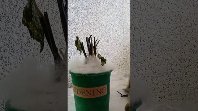 Тренд на китайские растения смотреть онлайн