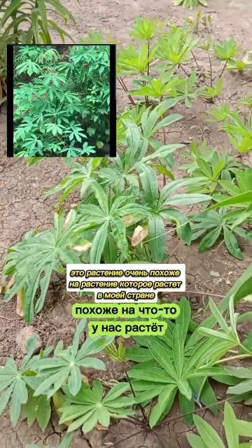 кто нибудь знает название этого растения?? #растения #? смотреть онлайн