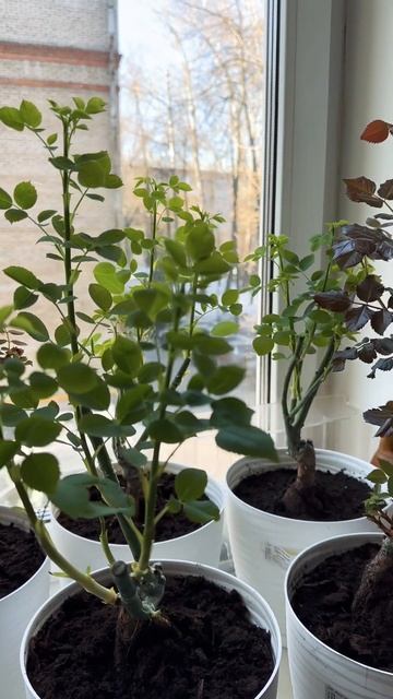 Розы из коробки проросли 😱 Часть 2 #розы #выращиваниер смотреть онлайн