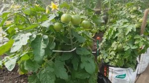 Томат Пиноккио можно вырастить без грядки!