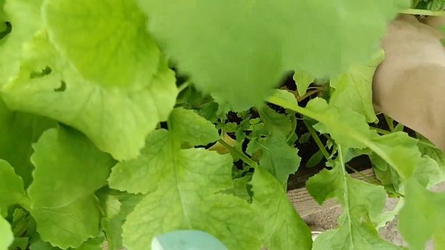 Опыт выращивания редиски весной в 2024 году. смотреть онлайн