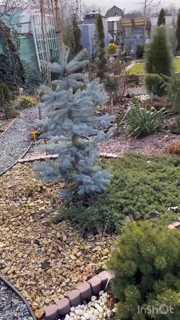 24 января 2024 г. Хвойный сад на 6 сотках 😉 г.Одесса смотреть онлайн