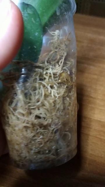 Результат полива с перикисью водорода. смотреть онлайн