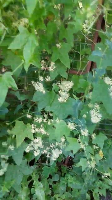 БЕШЕНЫЙ ОГУРЕЦ смотреть онлайн