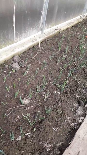 Теплица, лук под зиму.