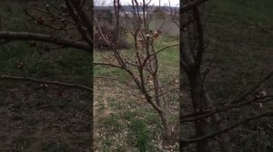 Абрикос. Обработка по розовому бутону от монилиоза #са