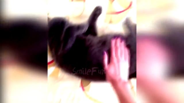 Смешные Кошки До Слёз Коты Приколы С Котами и Кошками 2018 Funny Cats №1 смотреть онлайн