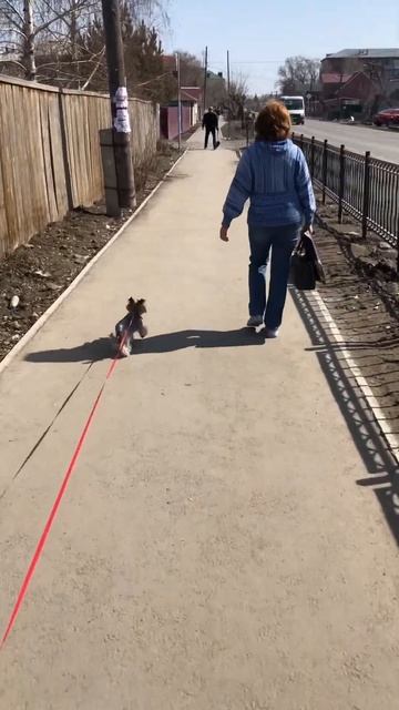 Семён желает познакомиться #shortsfunny #shorts #dog смотреть онлайн