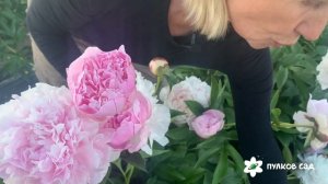 Nancy Nora peony. Нэнси Норма пион. Пулков сад (2024 г)