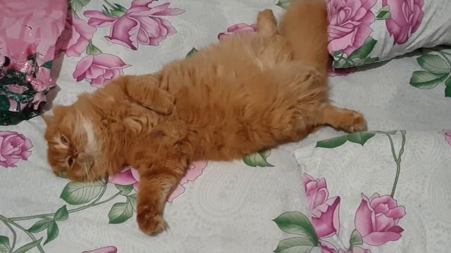 Столько планов было полчаса назад #shorts смотреть онлайн