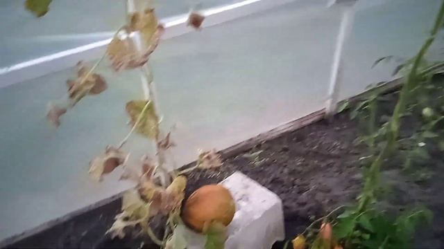 Что у меня осталось в ТЕПЛИЦЕ на 2 сентября 2024г??? смотреть онлайн