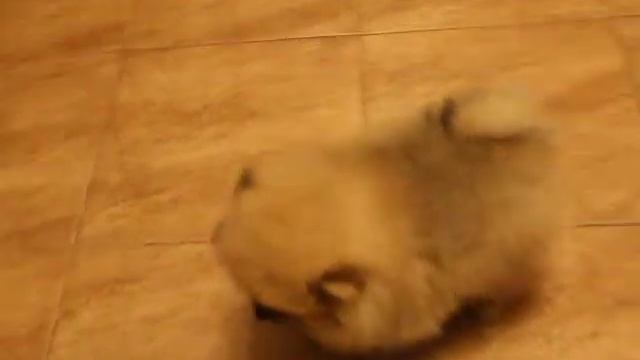 Померанский  Шпиц