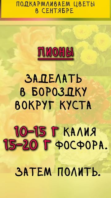 Подкормки для цветов в сентябре #советысадоводам #под смотреть онлайн