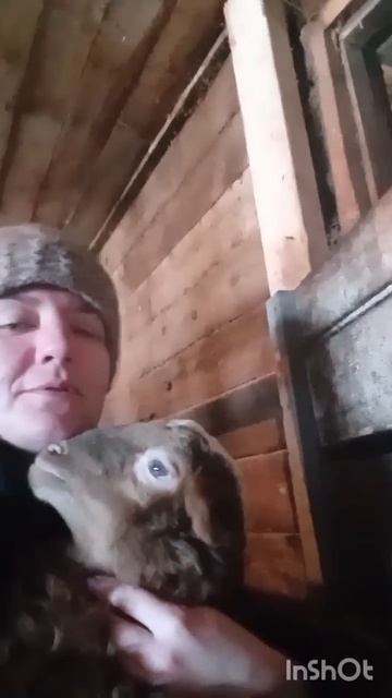 #овцы #вечер #сарай #милота #деревня смотреть онлайн