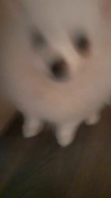 это наш шпиц мики