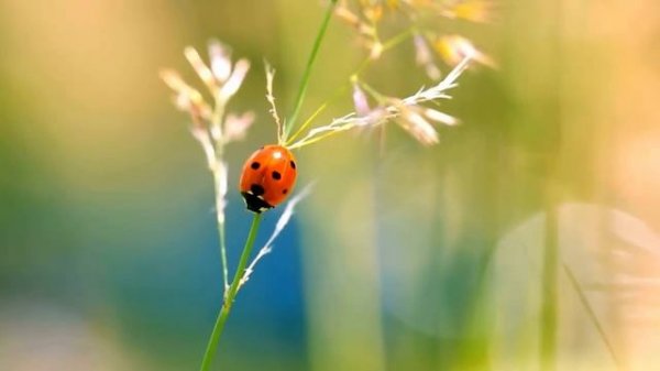 The Ladybug _ Kids educational video