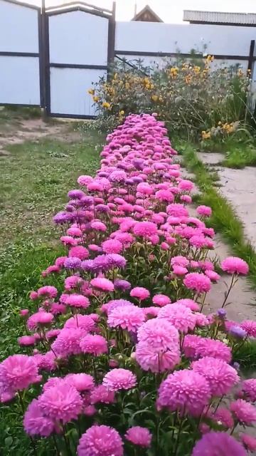 Астры завораживают пышным цветением смотреть онлайн