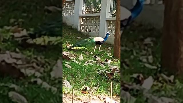 Путешествие в Тируваннамалай к горе Аруначала в ашрам Романа Махарши. Духовный центр мира. Павлины.