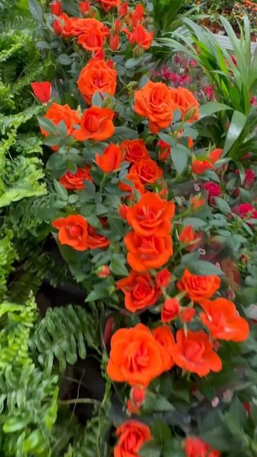 Весна в ОБИ. Часть 2. #цветы #весна #цветение #садовыйцен смотреть онлайн