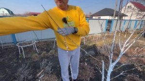 Обрезка персика от А до Я