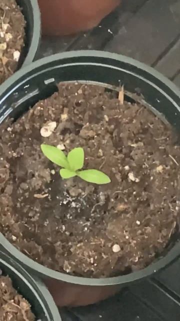 Эустома 50 дней #эустома #рассада #садоводничество #garden смотреть онлайн