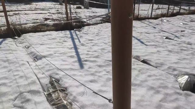 Обзор виноградника. Весенний виноградник в Ленинград? смотреть онлайн