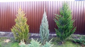 ОБРЕЗКА МОЖЖЕВЕЛЬНИКА СКАЛЬНОГО "BLUE ARROW" 12.03.2025г.