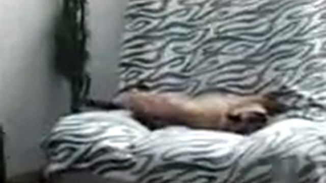 Забавный рефлекс у кота смотреть онлайн