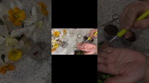 Петуния вегетативная Космик Пинк (Go! Tunia Cosmic Pink). Черенкование. MOV