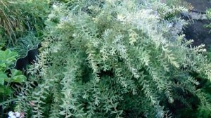 Выращивание и уход на Урале за спиреей розовой, серой ?