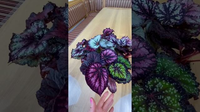Сеянцы бегоний #begonia #бегонии смотреть онлайн