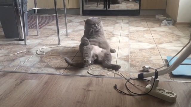 Семёну нужно встать 😂👉🐈 смотреть онлайн