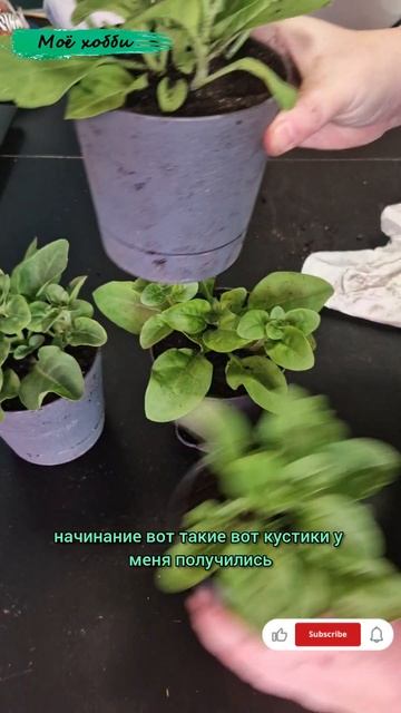 Пересадки петунии в больший объем грунта. Часть 2 #расс смотреть онлайн