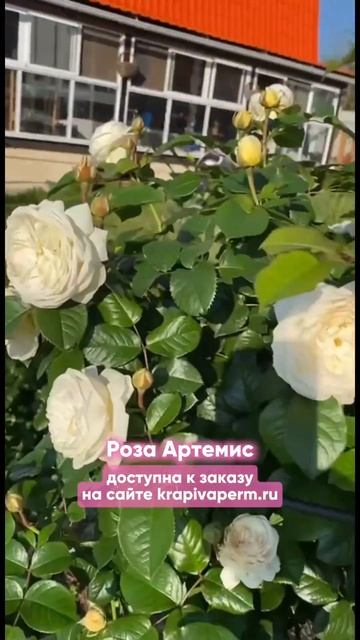 krapivaperm.ru сайт для заказа #роза #розаартемис #розы #розов смотреть онлайн